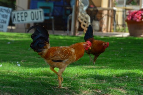 Free Chicken Stock Photo