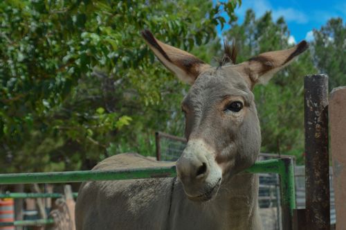 Free Donkey Stock Photo