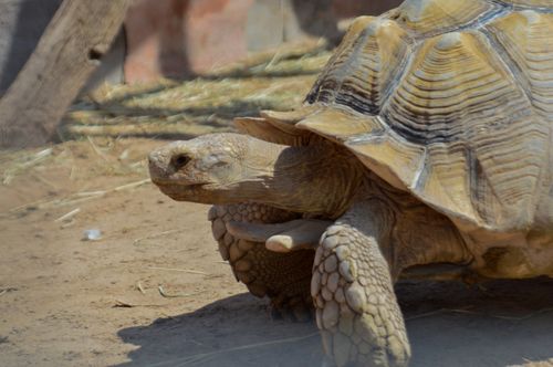 Free Turtle Stock Photo