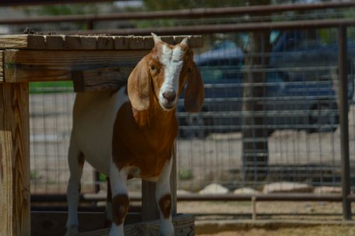 Free Goat Stock Photo