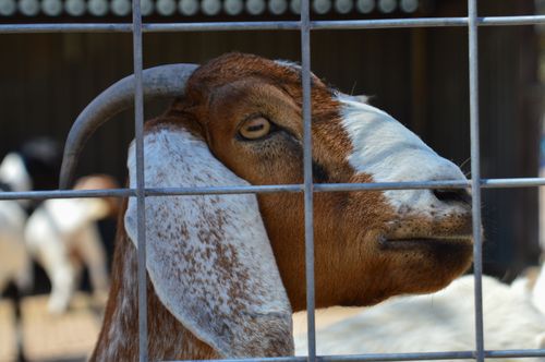 Free Goat Stock Photo