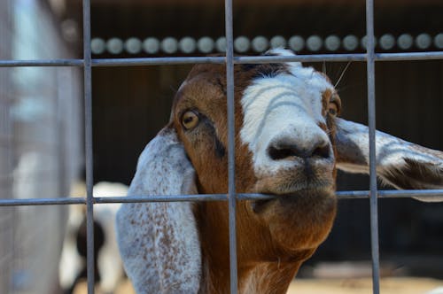 Photos gratuites de animal, cage, chèvre