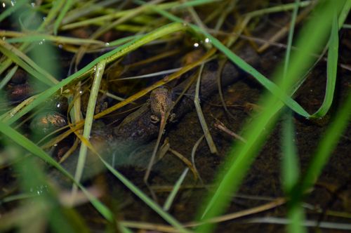 Free Tadpole Stock Photo