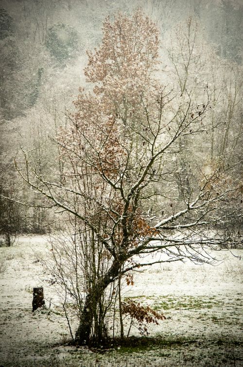 Free winter Stock Photo