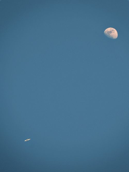 Free A serene composition of a bird flying near the moon set against a clear blue sky. Stock Photo