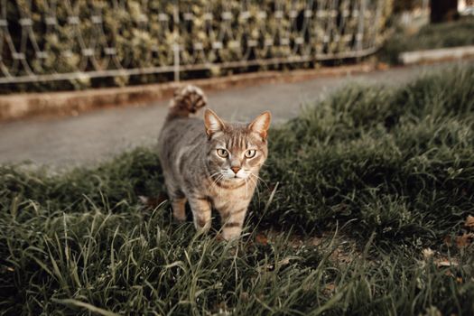 A focused tabby cat exploring through lush green grass outdoors.