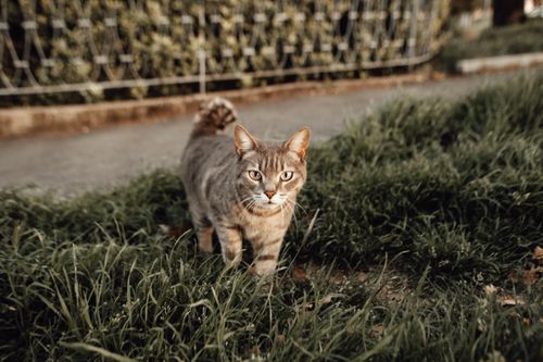 Free A focused tabby cat exploring through lush green grass outdoors. Stock Photo