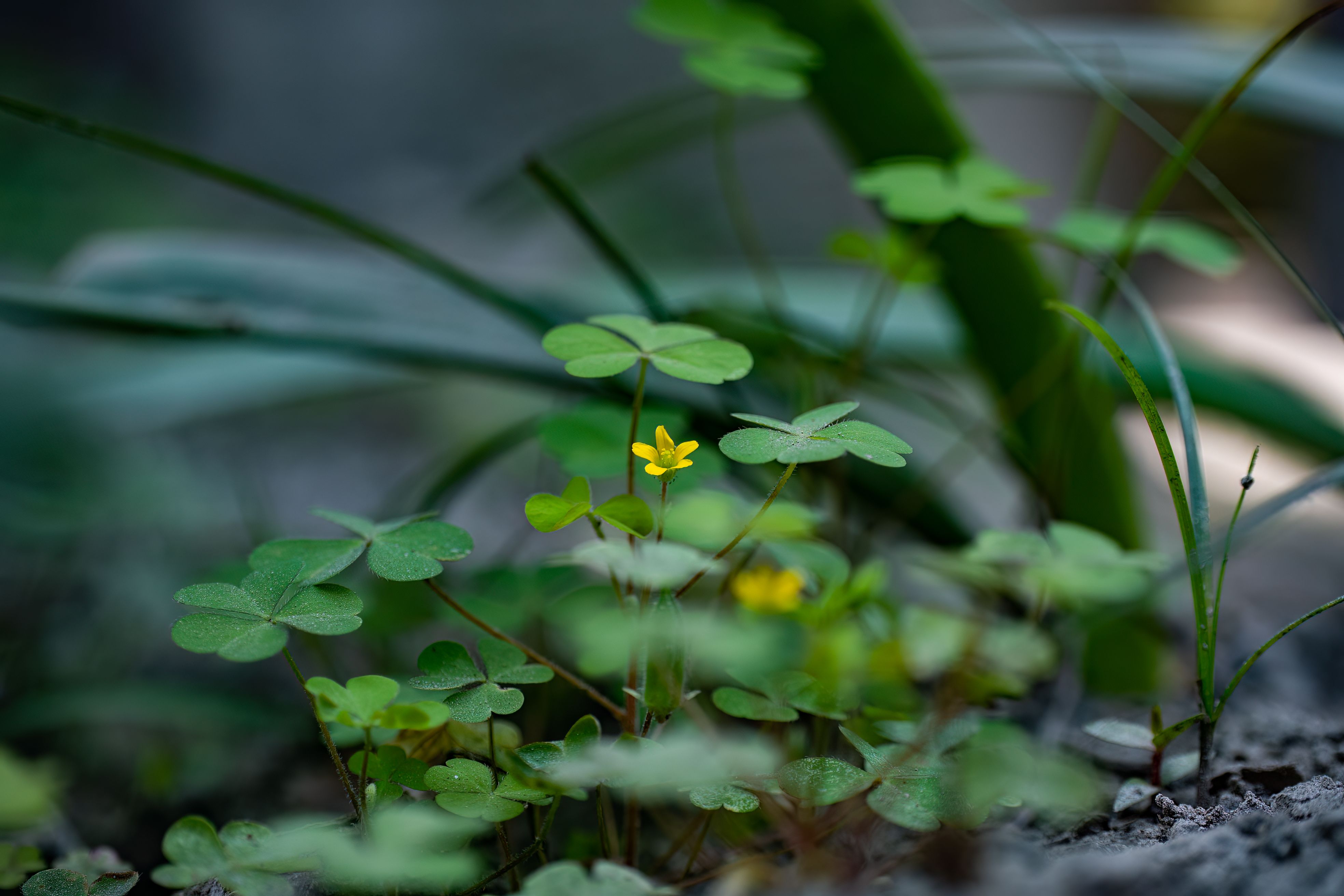 Horse Sorrel Botanical Photo