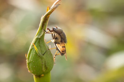 Detailed macro photograph of a fly on a flower bud, showcasing nature's intricacies.