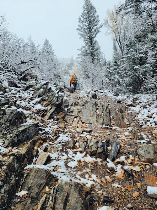 Photos gratuites de arbres couverts de neige, aventure, aventurier