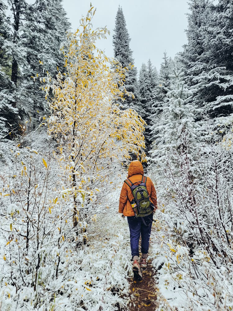 Back View Shot Of A Person Walking On A Snow Covered Forest