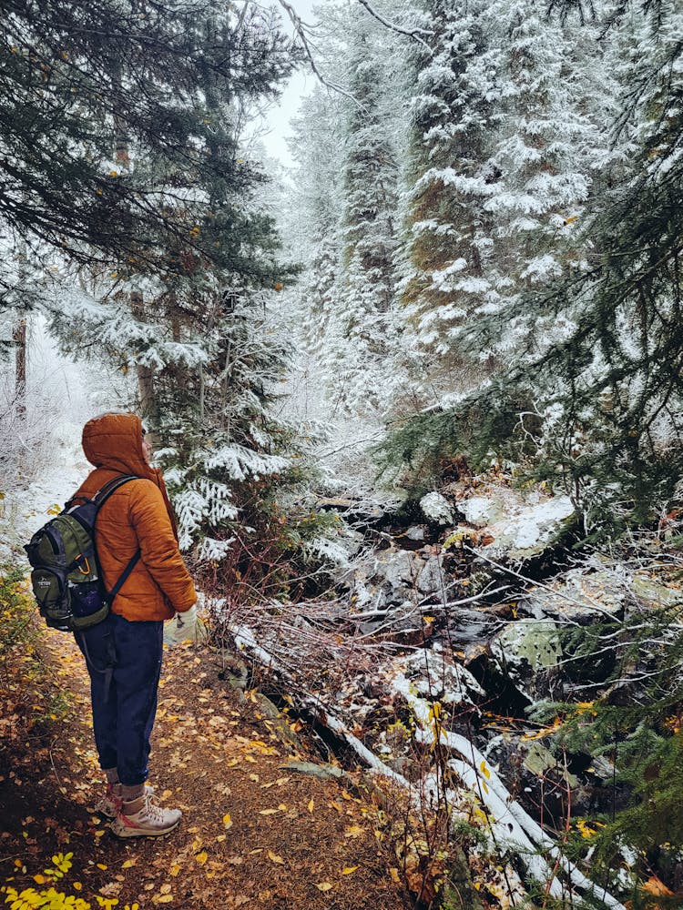 A Person Looking  At The Snow Covered Trees In The Forest