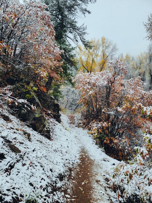 Free A serene snow-covered forest trail surrounded by frosty trees in a winter landscape. Stock Photo