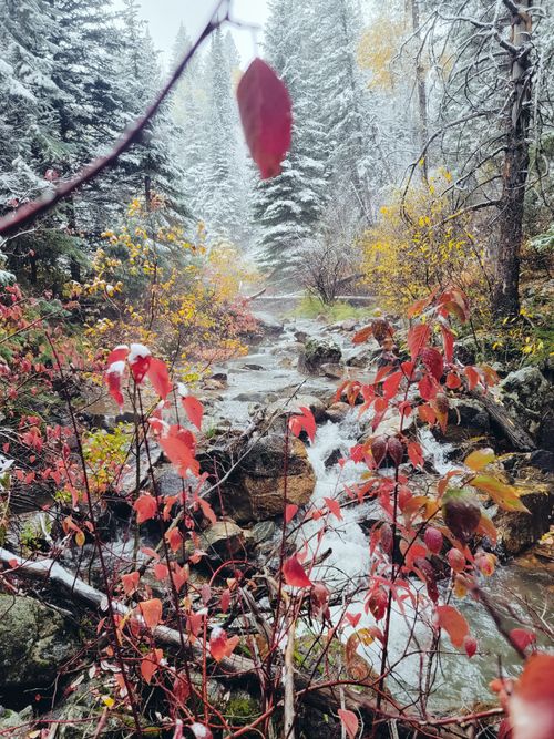 Free stock photo of autumn, cold, colorado Stock Photo