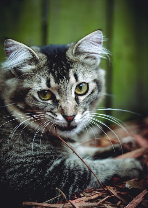 Kostnadsfri bild av djurfotografi, domesticerade, katt