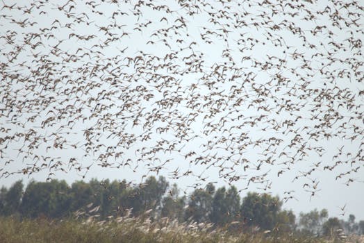 A large flock of birds soaring across the sky, showcasing nature's beauty and wildlife.
