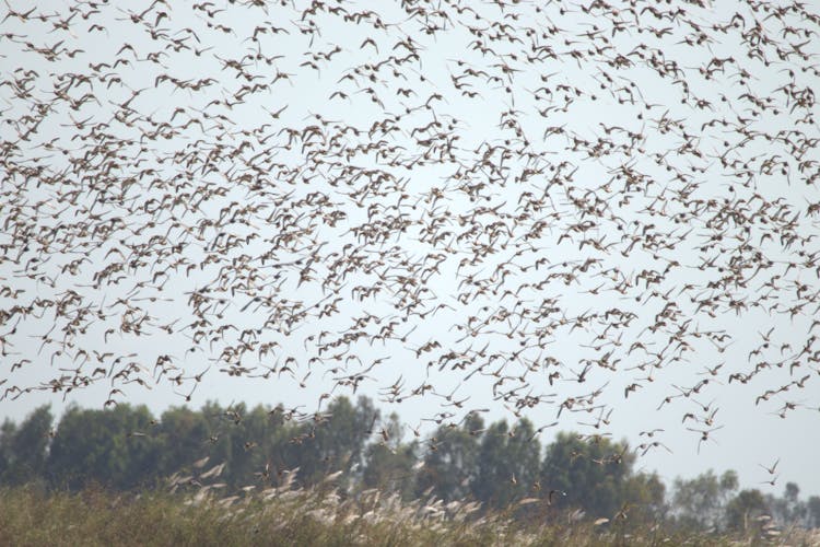 Photograph Of A Flock Of Birds Flying