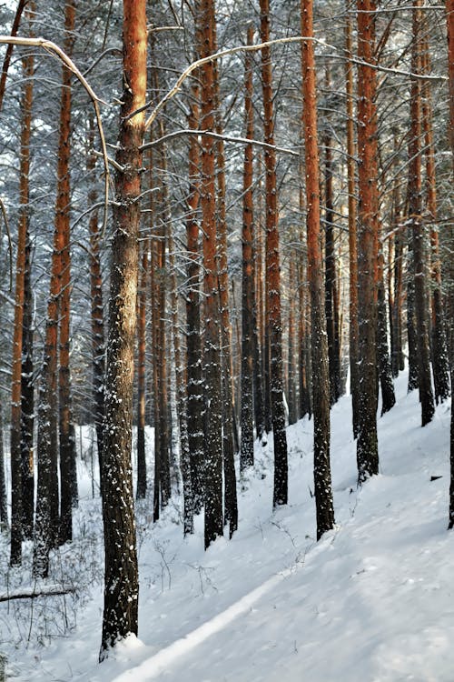 Bare Trees on Snow Covered Ground