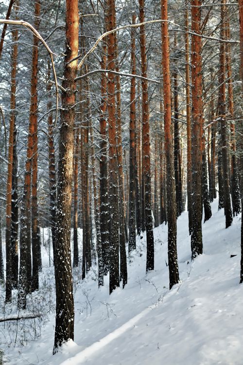 Tree Snow Ground Bare Trees on Snow Covered Ground · Free Stock Photo