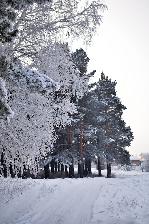 Imagine de stoc gratuită din acoperit de zăpadă, arbori, fotografiere verticală