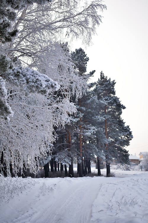 Photo of Trees on Snow Covered Ground