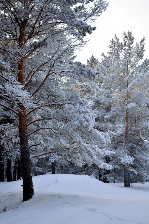 Fotobanka s bezplatnými fotkami na tému les, príroda, sneh