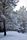 snow forest