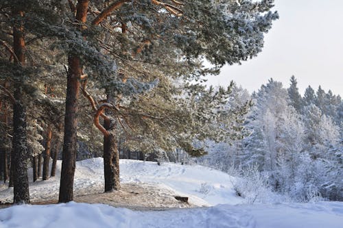 ağaçlar, kar yağışlı, karla kaplı içeren Ücretsiz stok fotoğraf