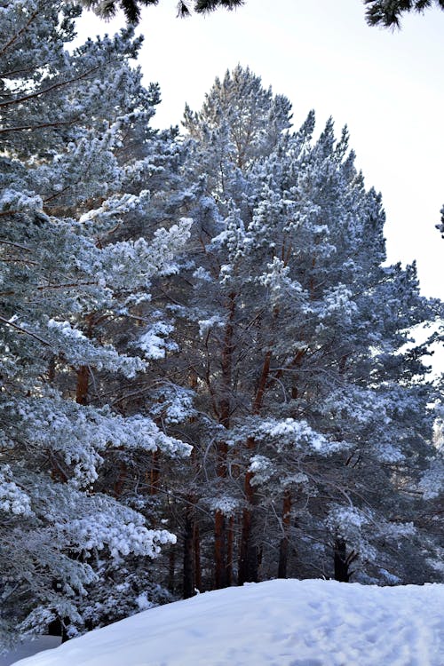 Photo of Trees on Snow Covered Ground