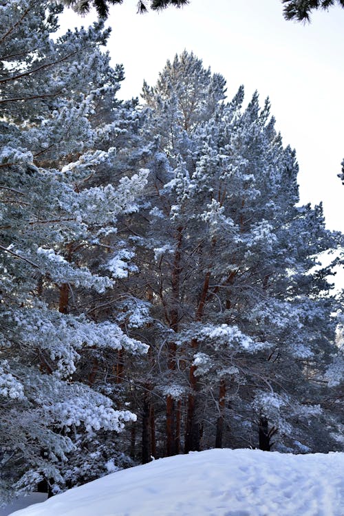 Foto d'estoc gratuïta de arbres, bosc, boscos