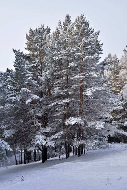 Snow Covered Trees on Snow Covered Ground