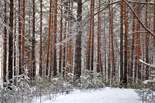 Photo of Trees in the Woods During Winter