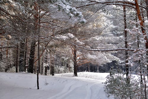 Snow in Evergreen Forest