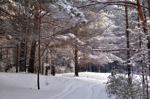 Free A tranquil snowy evergreen forest scene ideal for winter-themed projects. Stock Photo