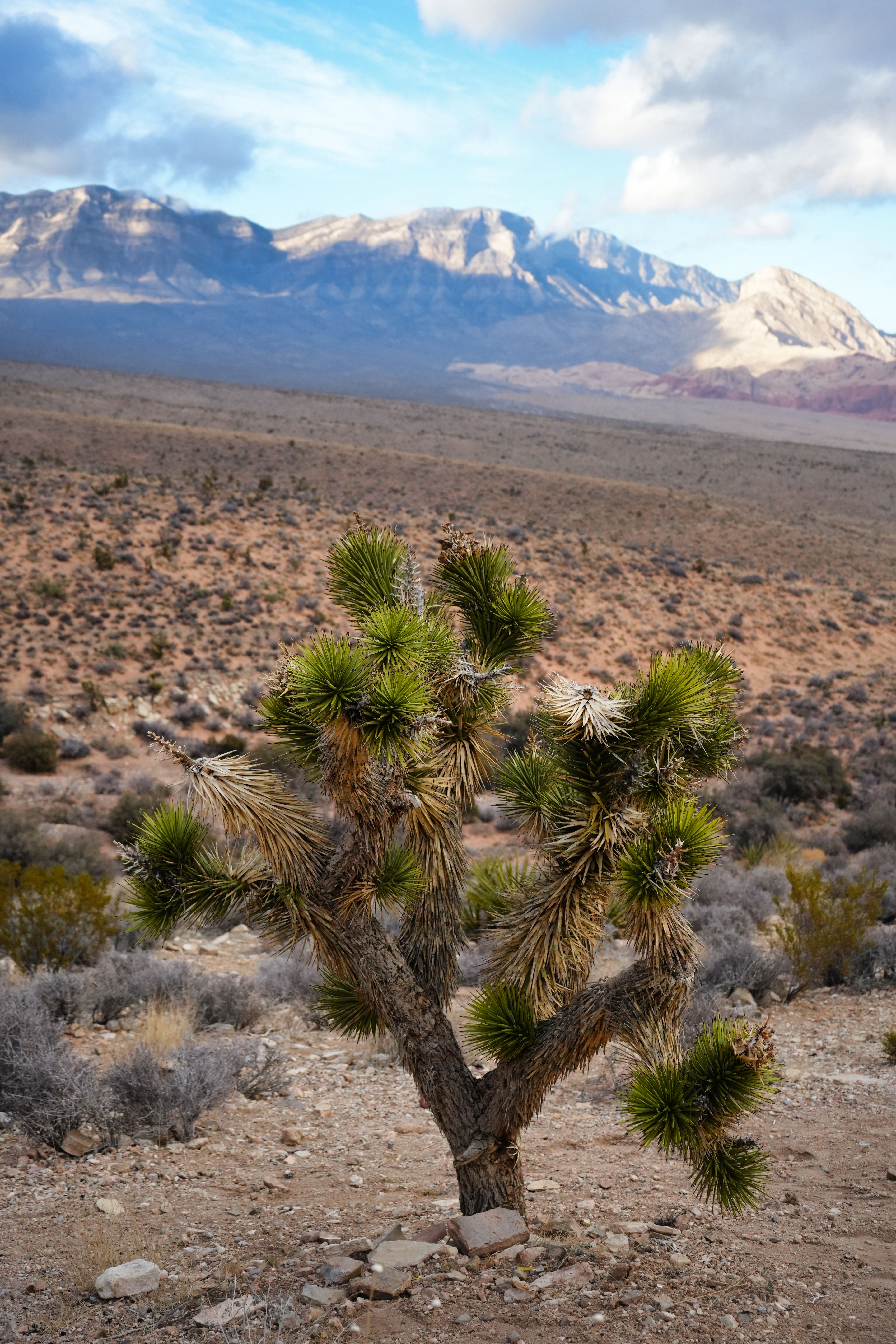 A desert scene featuring a prominent Joshua Tree with mountains in the background, showcasing arid beauty.