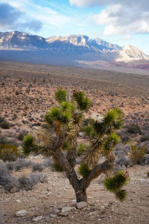 Free A desert scene featuring a prominent Joshua Tree with mountains in the background, showcasing arid beauty. Stock Photo