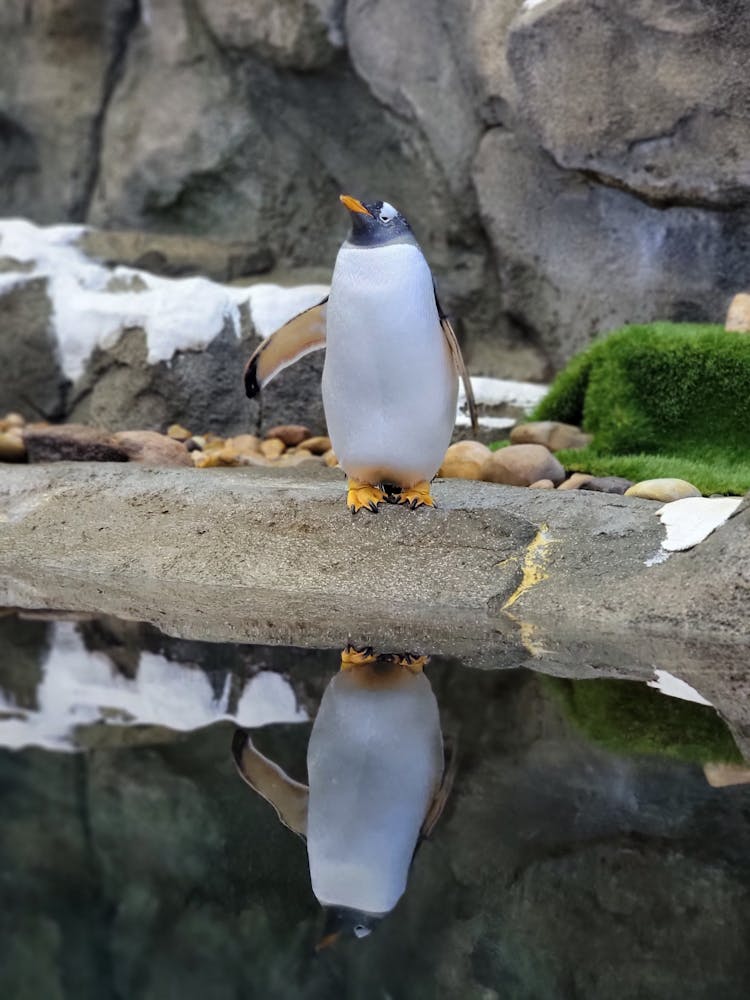 Reflection Of A Penguin On The Water While Standing On Big Rock