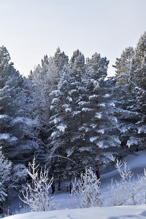 Ücretsiz ağaçlar, dikey atış, kar içeren Ücretsiz stok fotoğraf Stok Fotoğraflar