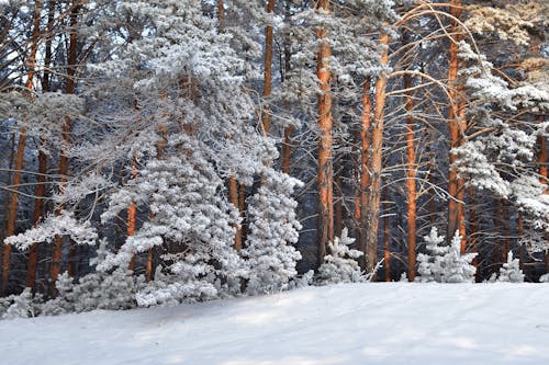 Foto profissional grátis de árvores, com frio, congelando