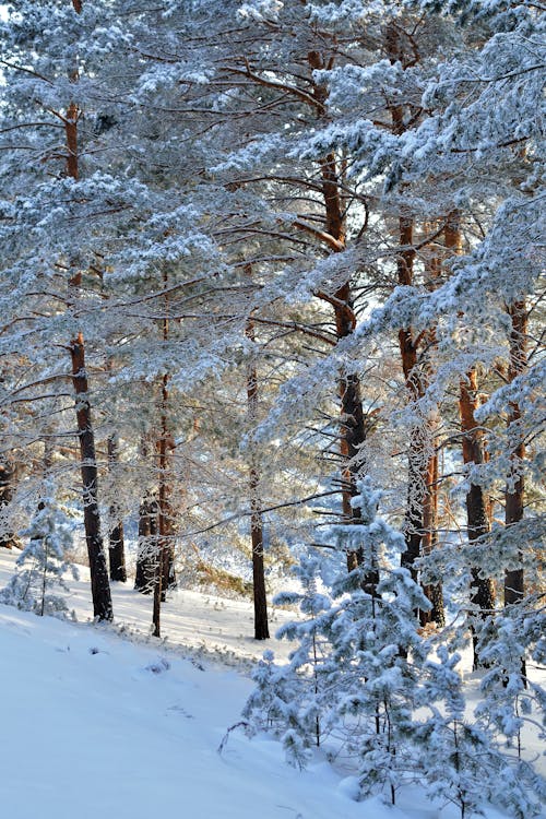 Fotobanka s bezplatnými fotkami na tému les, lesy, sneh