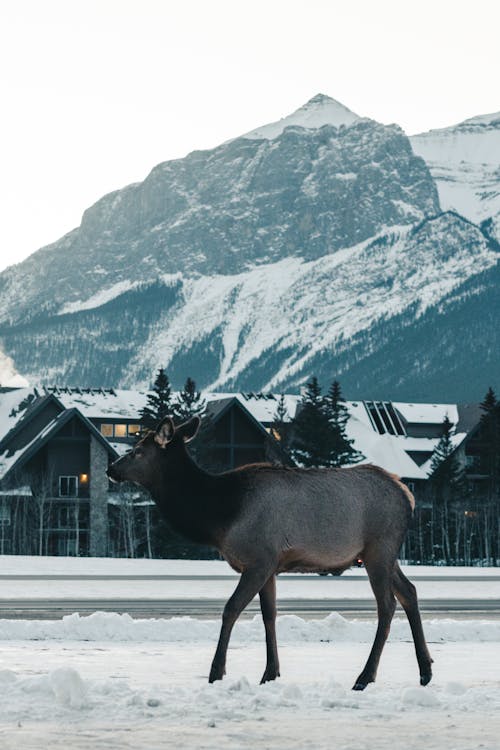 An Elk Walking on a Snow Covered Landscape Near Houses