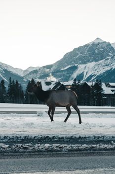 Elk strolling on snow-covered ground with a mountain backdrop in Canmore, Alberta.