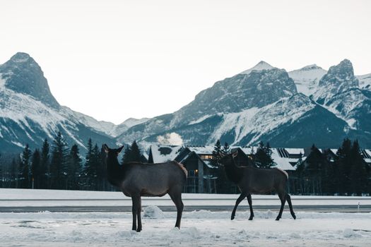 Elk roaming in snowy Canmore with mountains in the background.