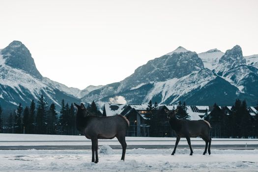 Elk roam in a snowy Canmore landscape with iconic Canadian Rockies in the background.