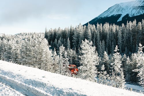 Frozen Spruce Trees Landscape with View of Snow Capped Mountain