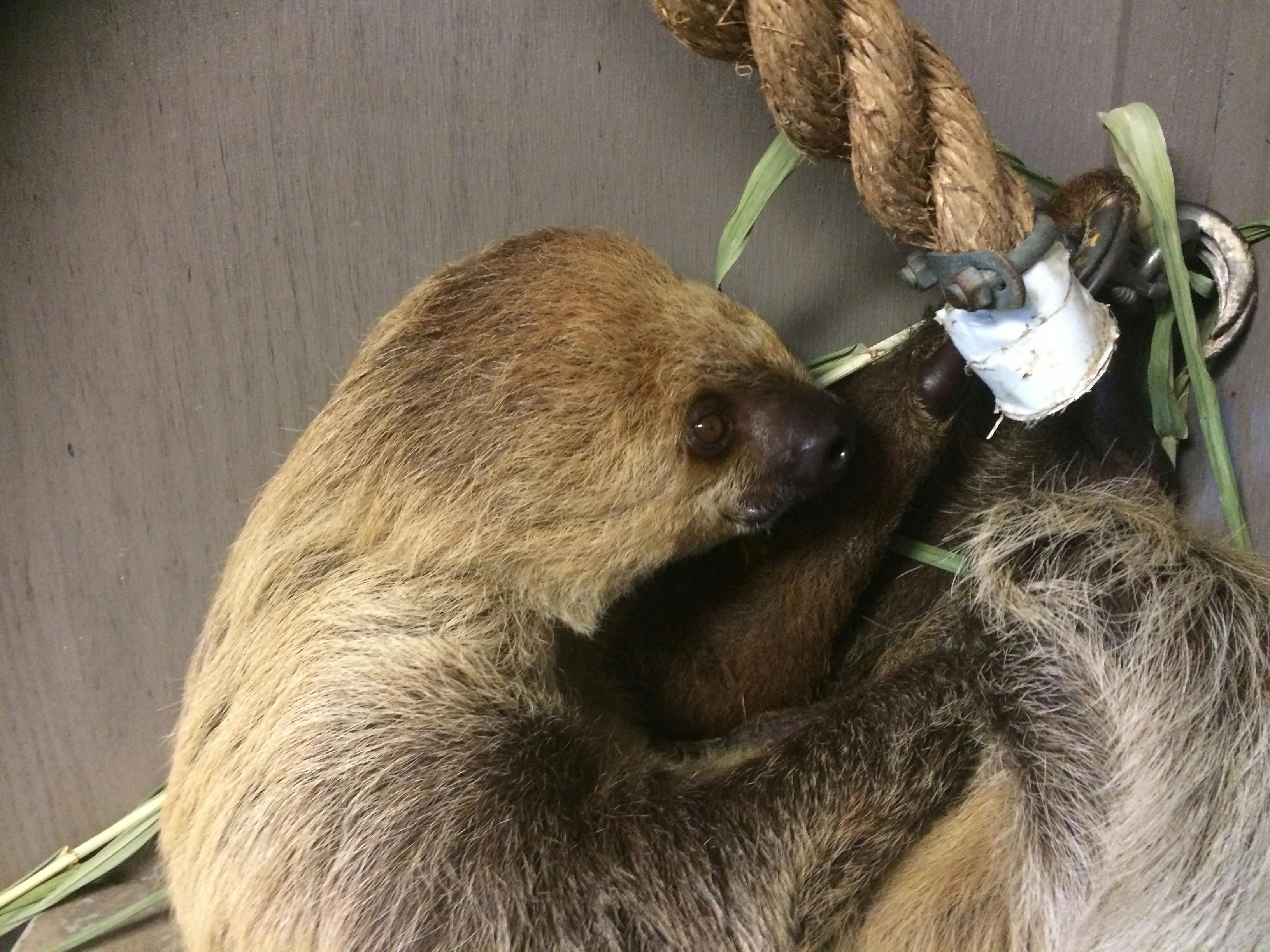 ナマケモノ 動物の無料の写真素材 ナマケモノ 動物の無料の写真素材