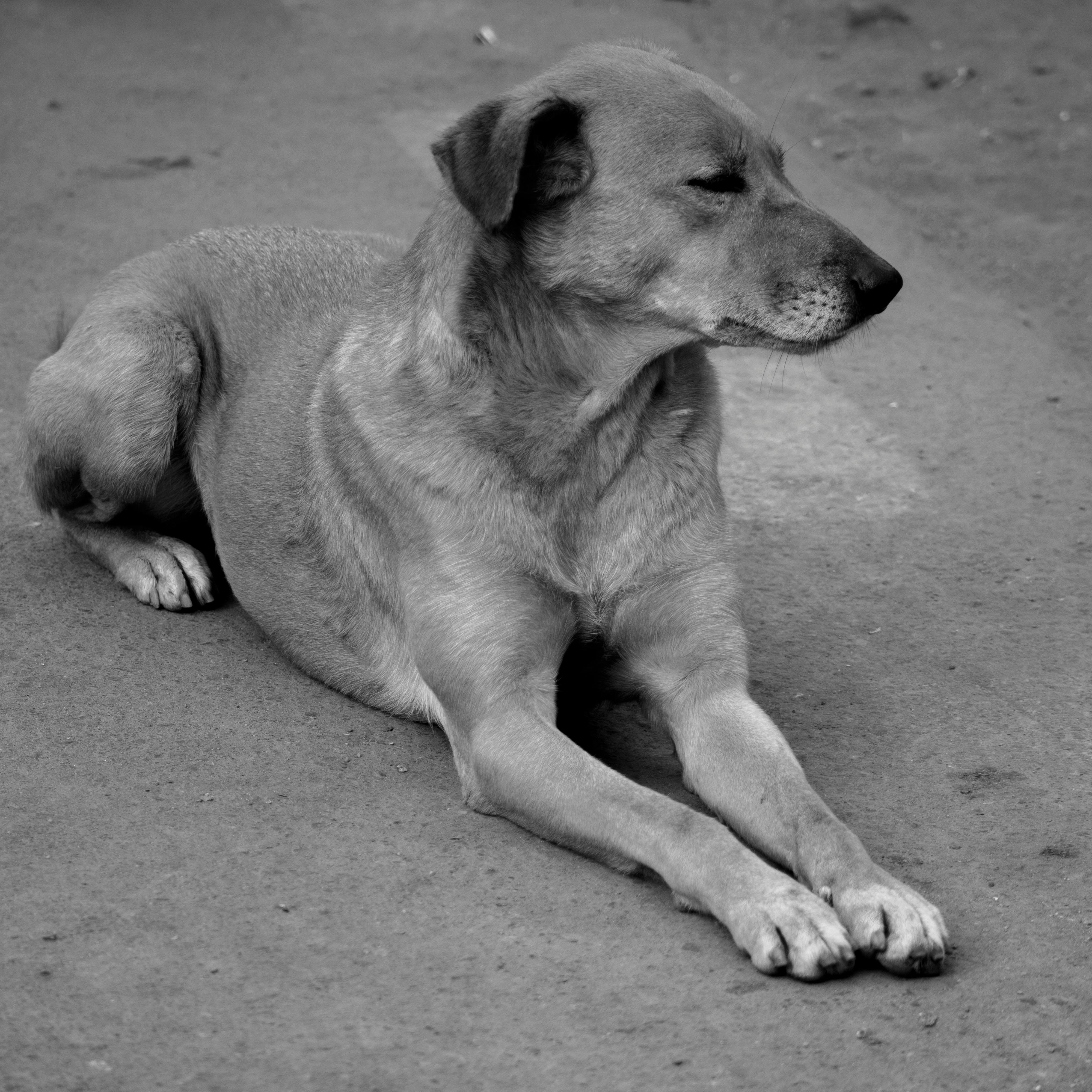 Black and White Photo of a Dog · Free Stock Photo