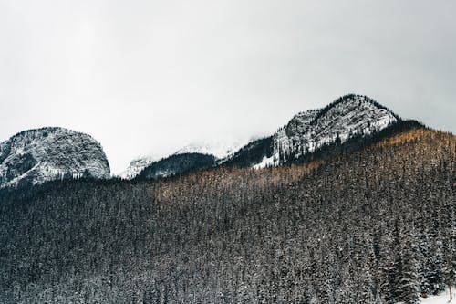 Coniferous Trees in a Mountain Valley in Winter 