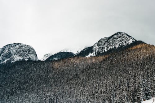 Gratis stockfoto met bomen, Bos, conifeer