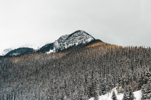 下雪的天氣, 冬季, 冬季景觀 的 免費圖庫相片